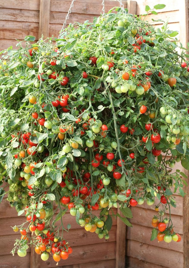 มะเขือเทศทรัมบลิ้งทอมสีแดง - Red Tumbling Tom Tomato F1