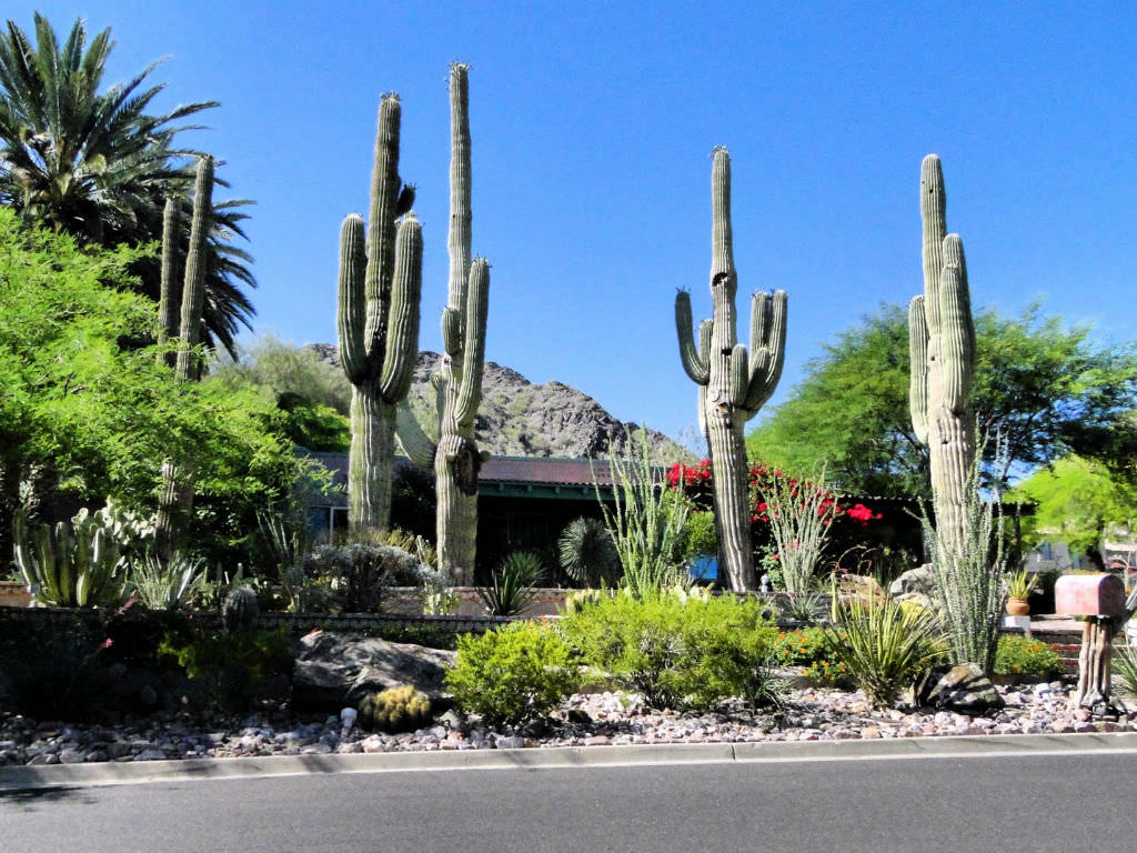 กระบองเพชร ซากัวโร่ - Arizona Saguaro Cactus Seeds