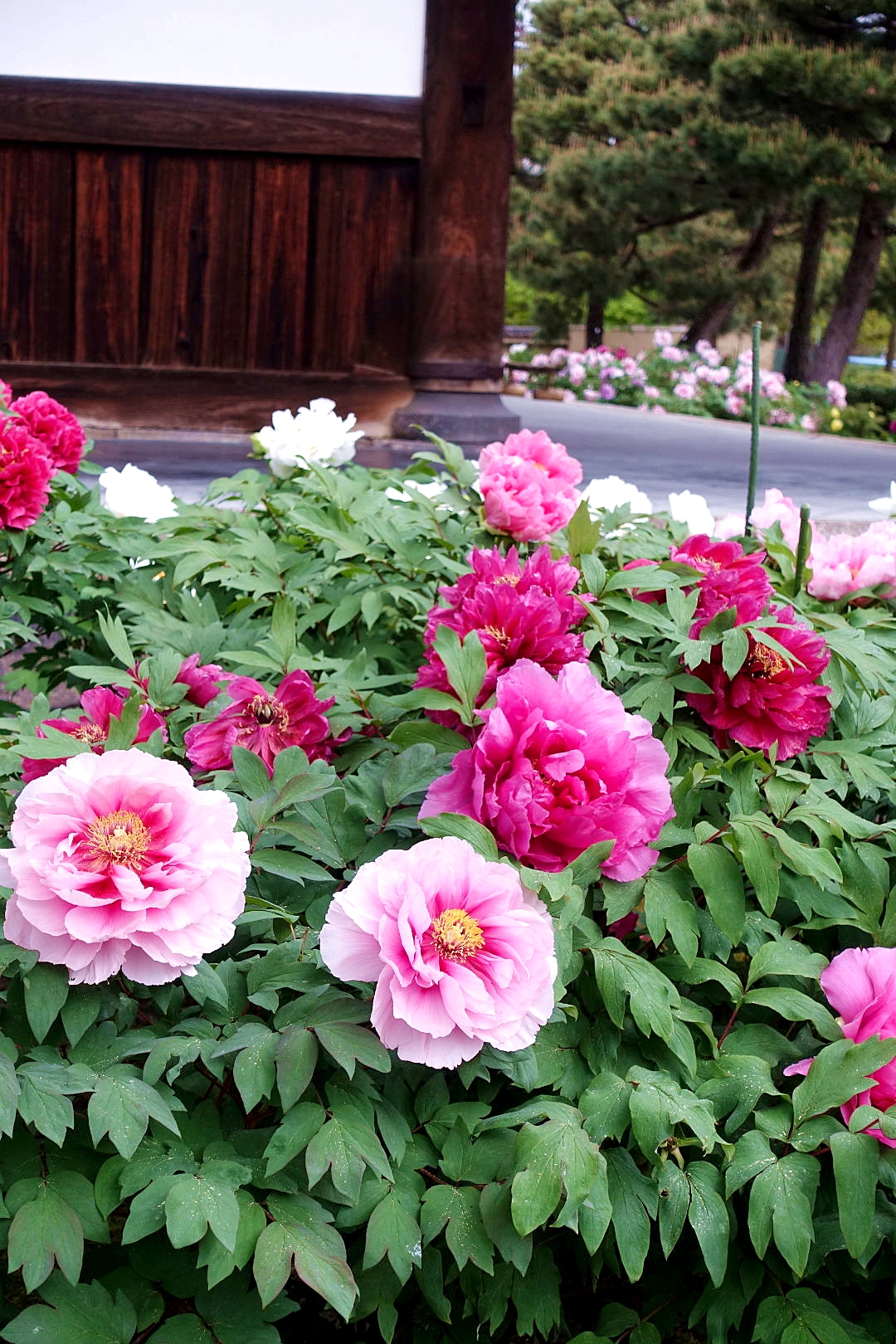 เมล็ดพันธุ์ ดอกโบตั๋น คละสี Mixed Peony Flower Seed