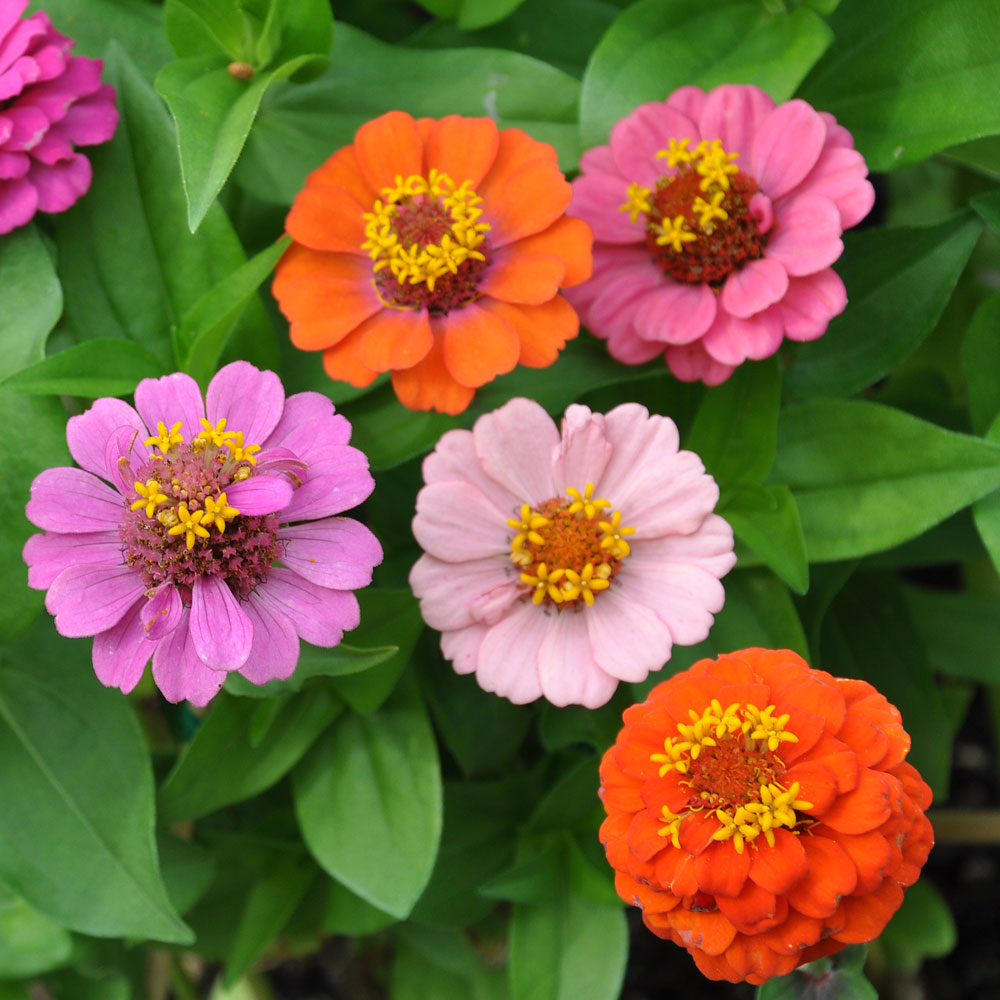 ดอกบานชื่นอเมริกา คละสี - CA Zinnia Flower