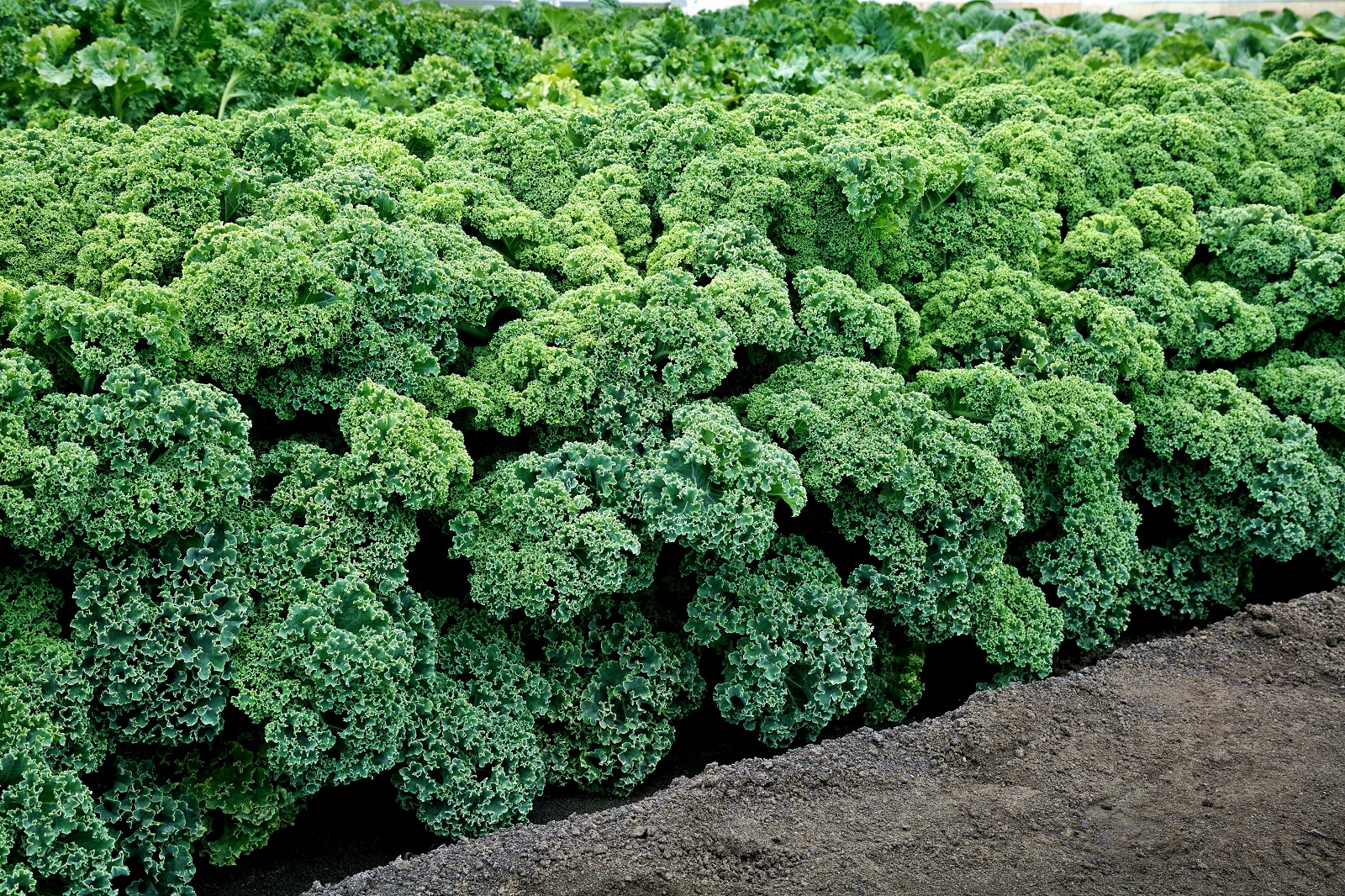 เมล็ดพันธุ์เคล บูลริดจ์ - Blue Ridge Kale F1 Seed