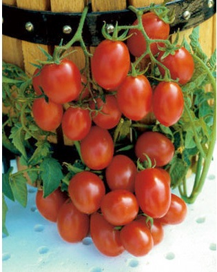 มะเขือเทศโคลวาเรเซ่ - Crovarese Italian Tomato