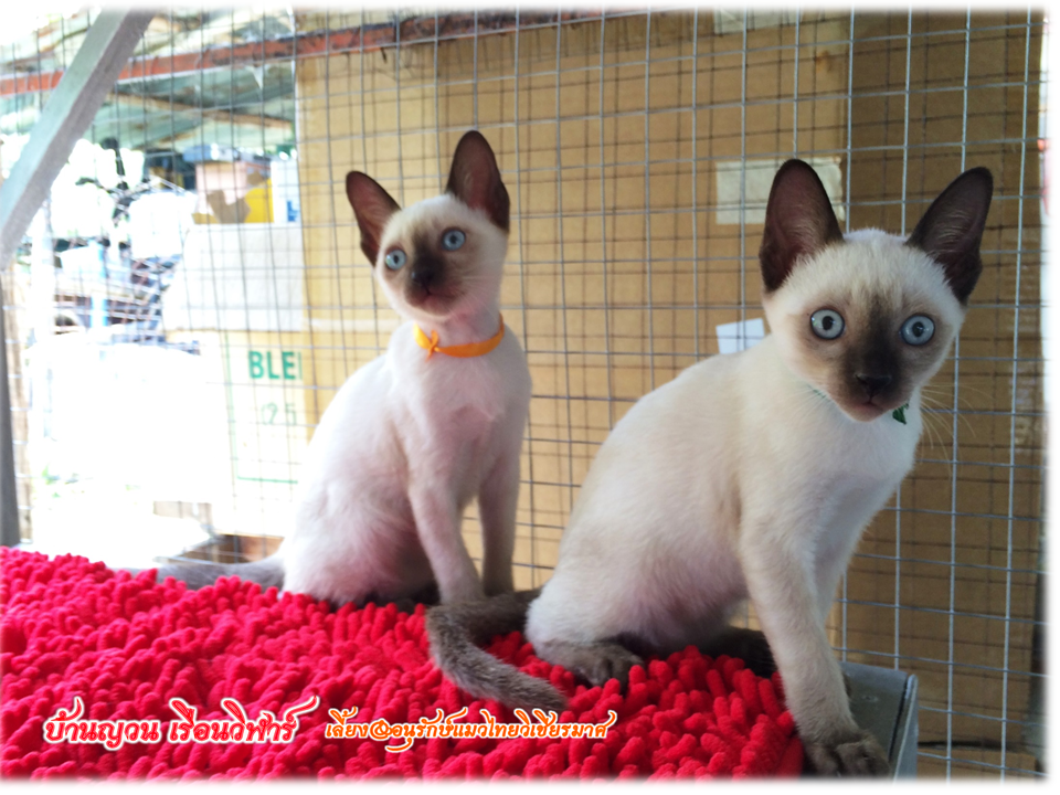 น้องแมว 18/6/2559