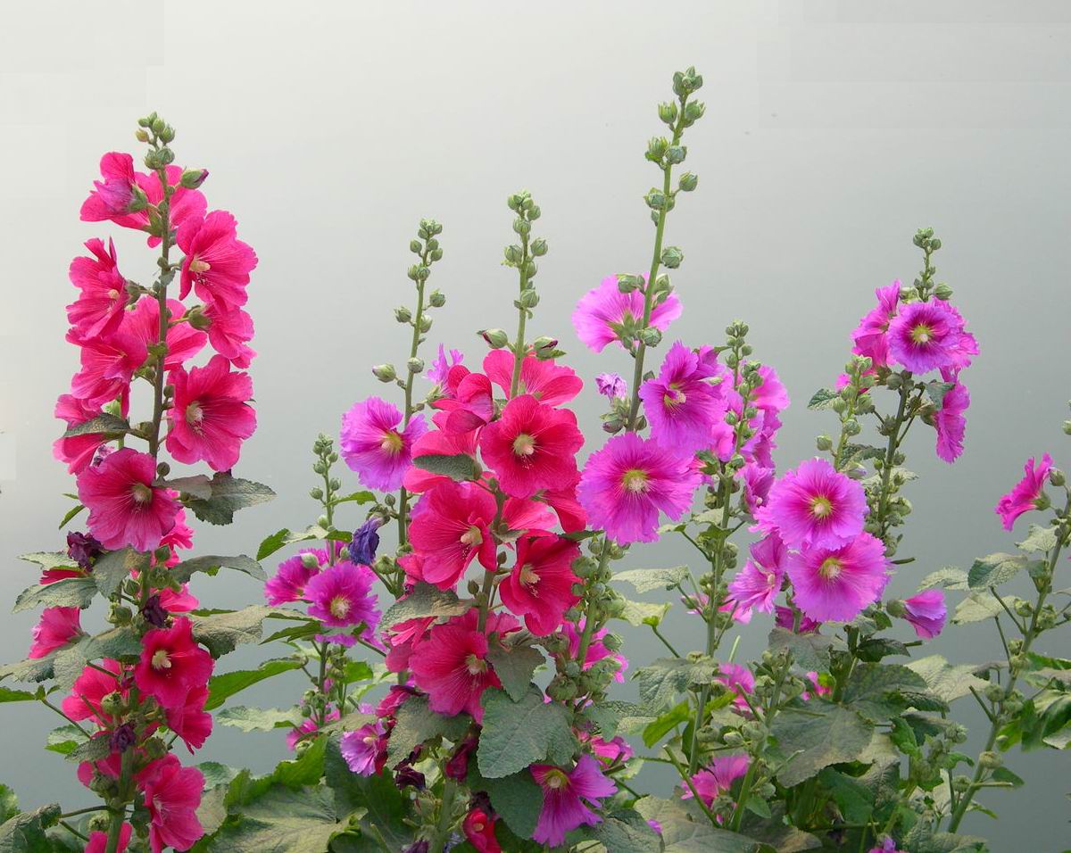 (Whole 1 Oz) ฮอลลีฮ็อค คละสี - Mixed Hollyhock Flower