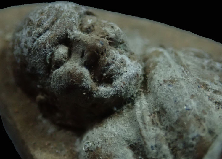 หลวงพ่อทวด วัดปราสาทบุญญาวาส ปี 2545 รุ่นฉลองกรุงรัตนโกสินทร์ 220 ปี เนื้อว่าน พิมพ์ใหญ่ตะกรุดทองคำ 2 ดอก