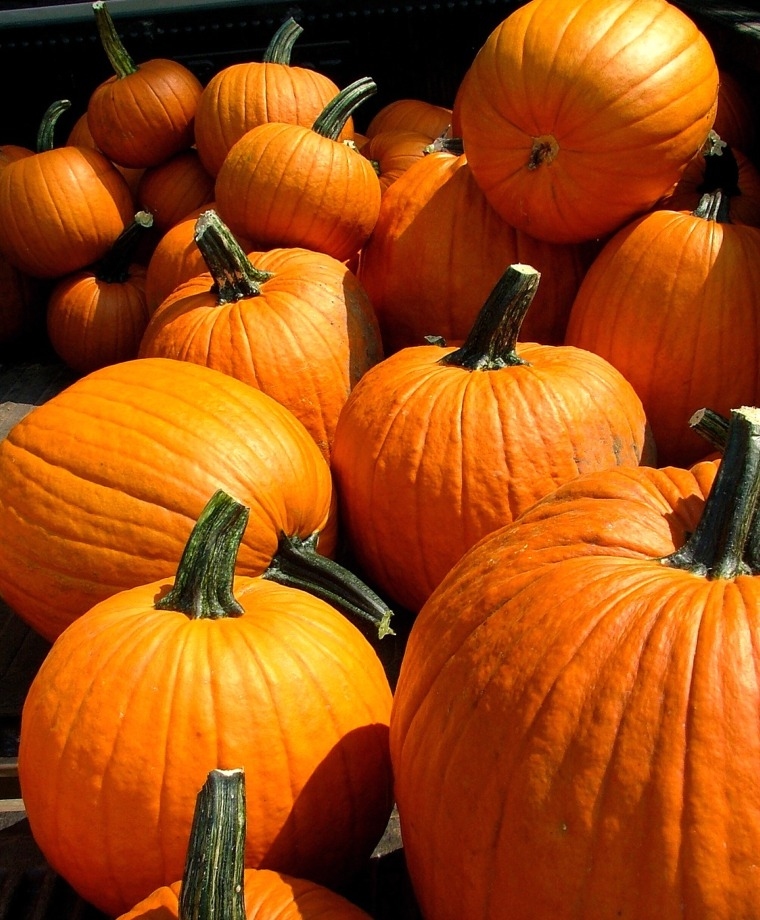 ฟักทอง ฮาวเดน ฟิวล์ - Howden's Field Pumpkin