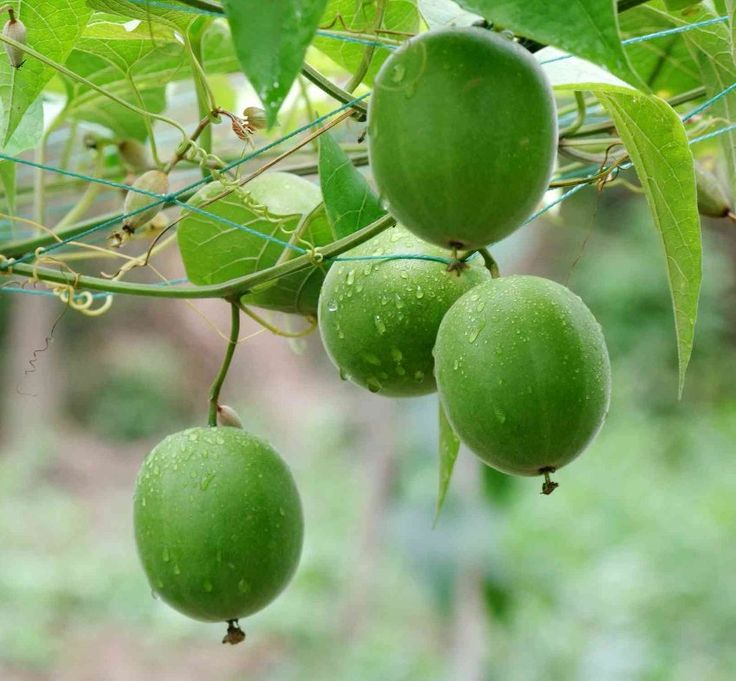 เมล็ดพันธุ์ หล่อฮังก๊วย Monk Fruit (Luo Han Guo) Seed