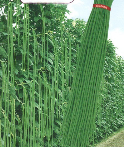 ถั่วฝักยาวใส้ตัน - Green Long Cowpea