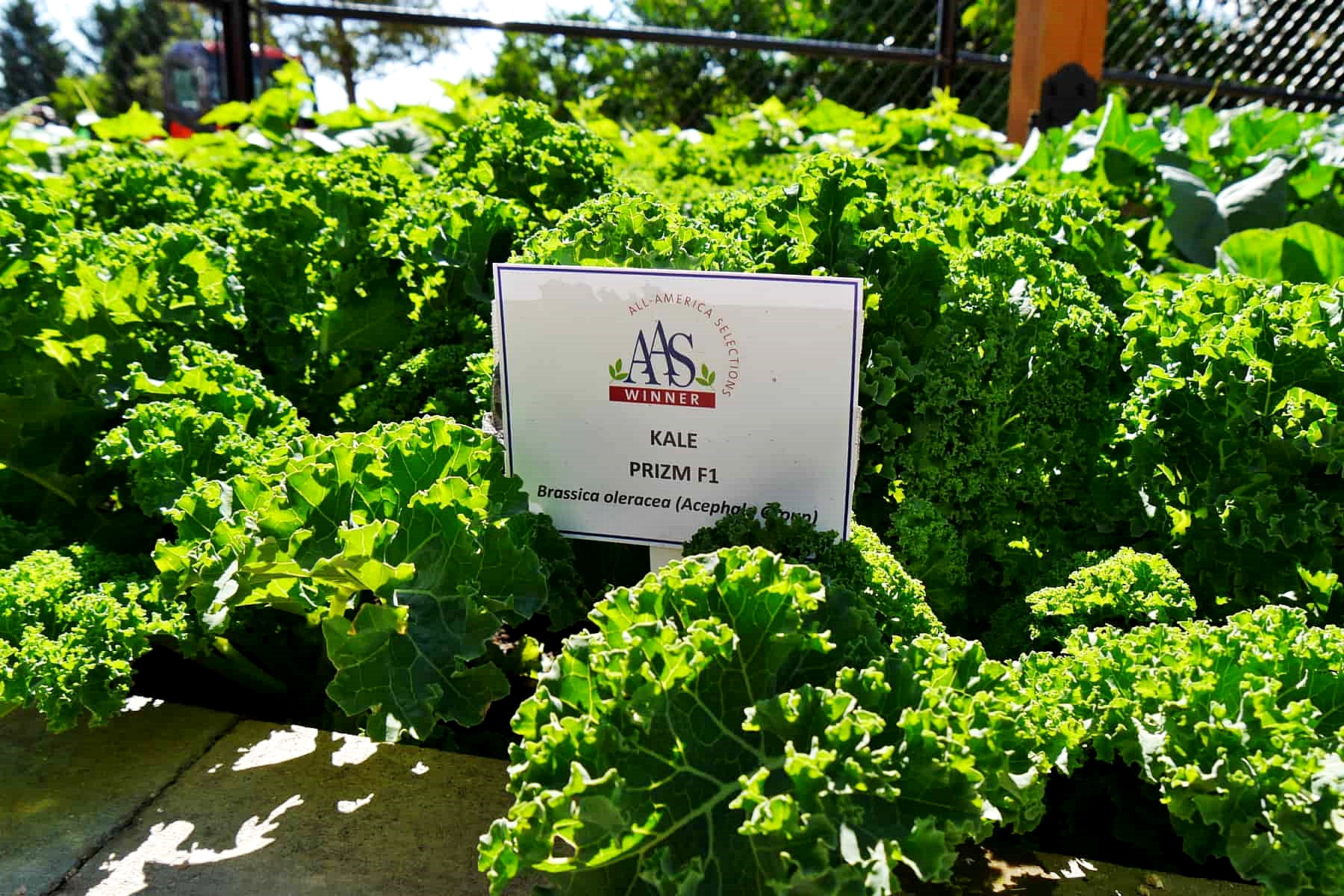 เมล็ดพันธุ์เคล ปริซึม Prizm Kale F1 Seed 15 เมล็ด