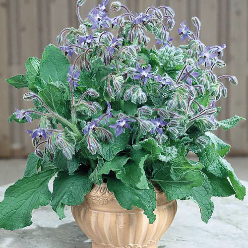 โบราจ - Borage (ดอกใบ กินได้ )