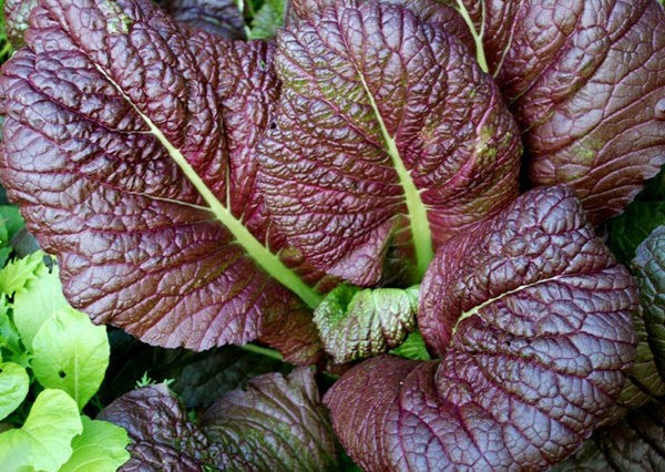 เมล็ดพันธุ์ มัสตาร์ดแดงยักษ์ - Red Giant Mustard Seed