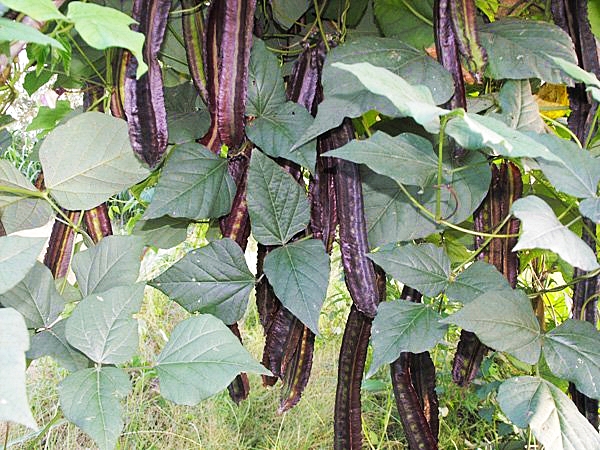 ถั่วพูสีม่วง - Purple Winged Bean