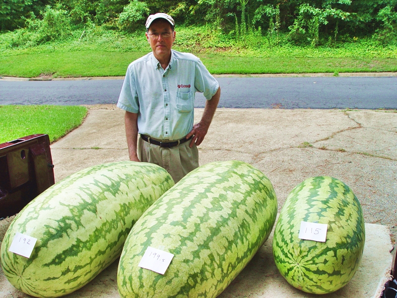 แตงโมยักษ์แคโรไลน่า - Carolina Giant Watermelon