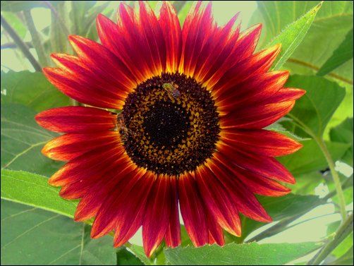 ทานตะวันสีแดง - Red Sunflower