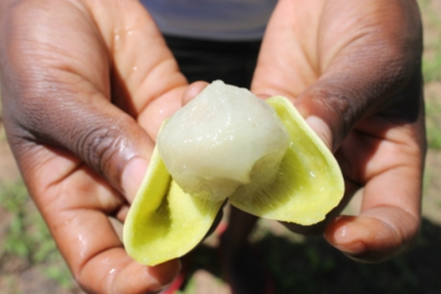 มารูลา (กินแล้วเมา) - MARULA TREE