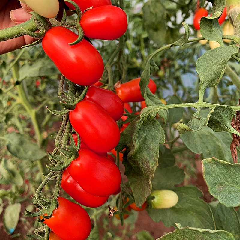 เมล็ดพันธุ์ มะเขือเทศ แคนดี้พีนัท Candy Peanut Tomato F1 Seed