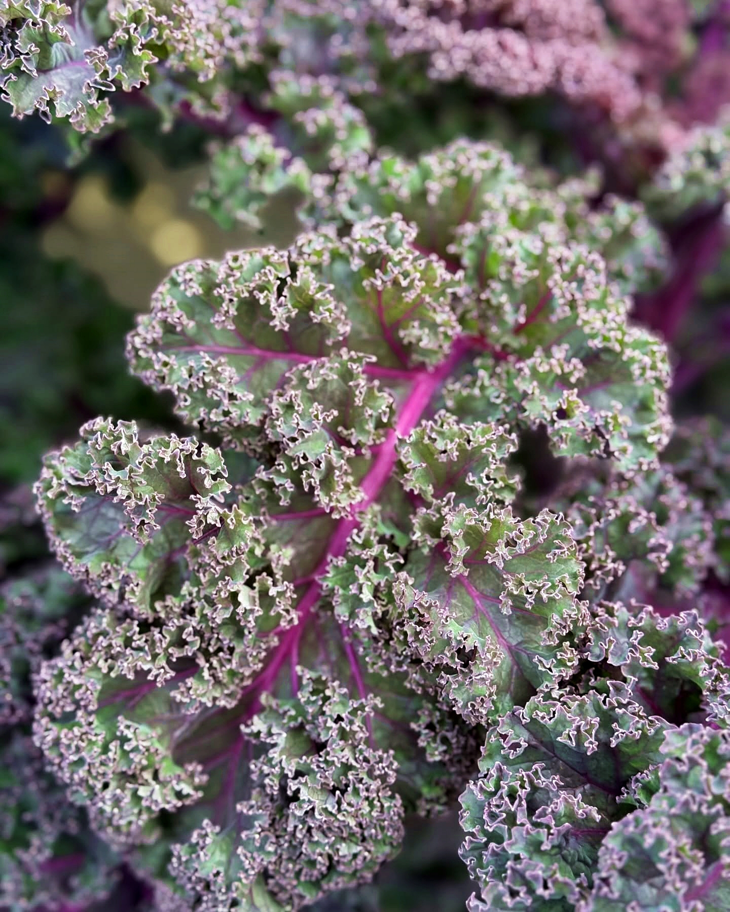 เมล็ดพันธุ์เคล ซันบอร์ - Sunbor Kale F1 Seed