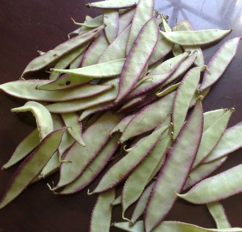 ถั่วแปบจีน - Chinese Hyacinth Bean
