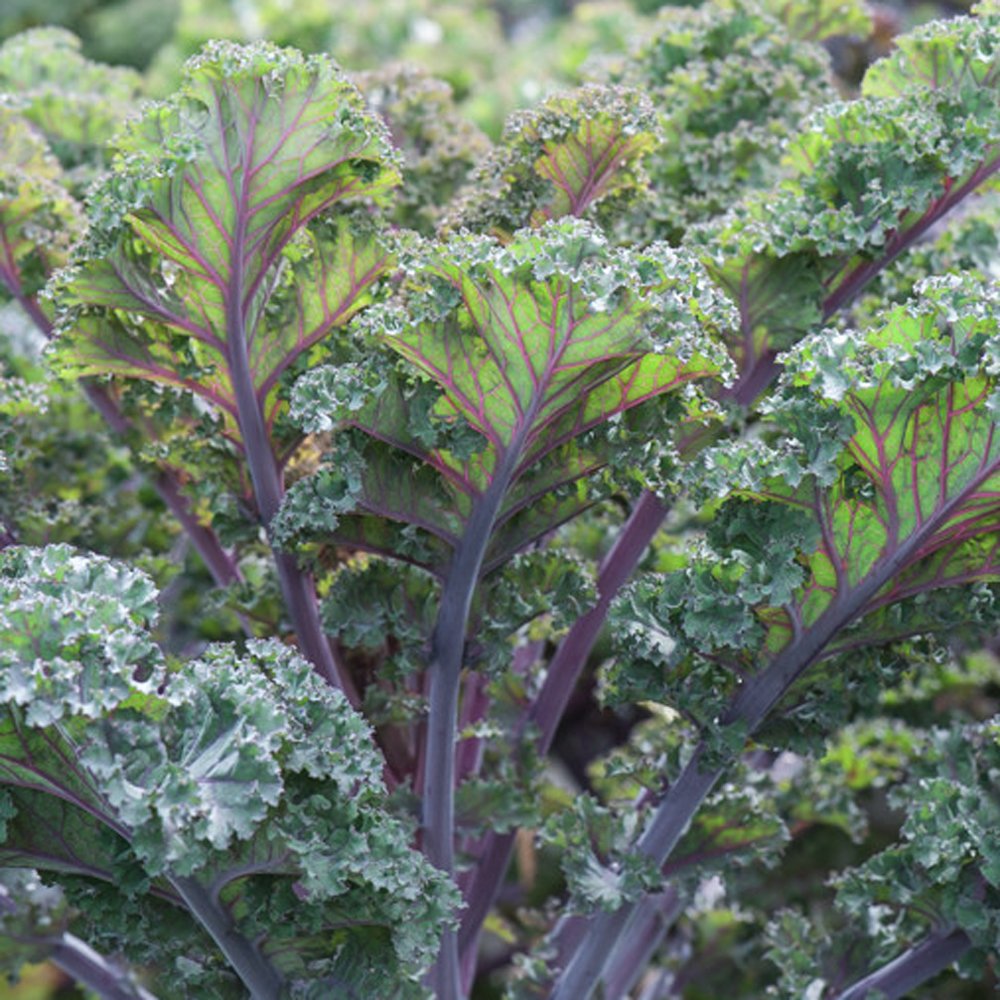 (Whole 1 LB) เมล็ดพันธุ์เคล สกาเล็ต - Scarlet Kale Seed