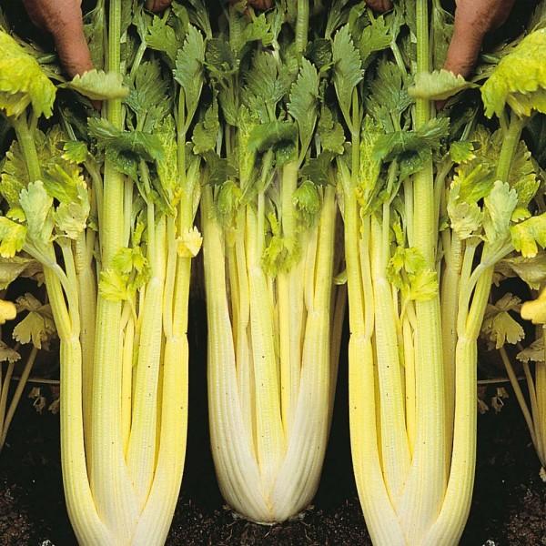 เซเลอรี่ โกลเด้น - Golden Celery