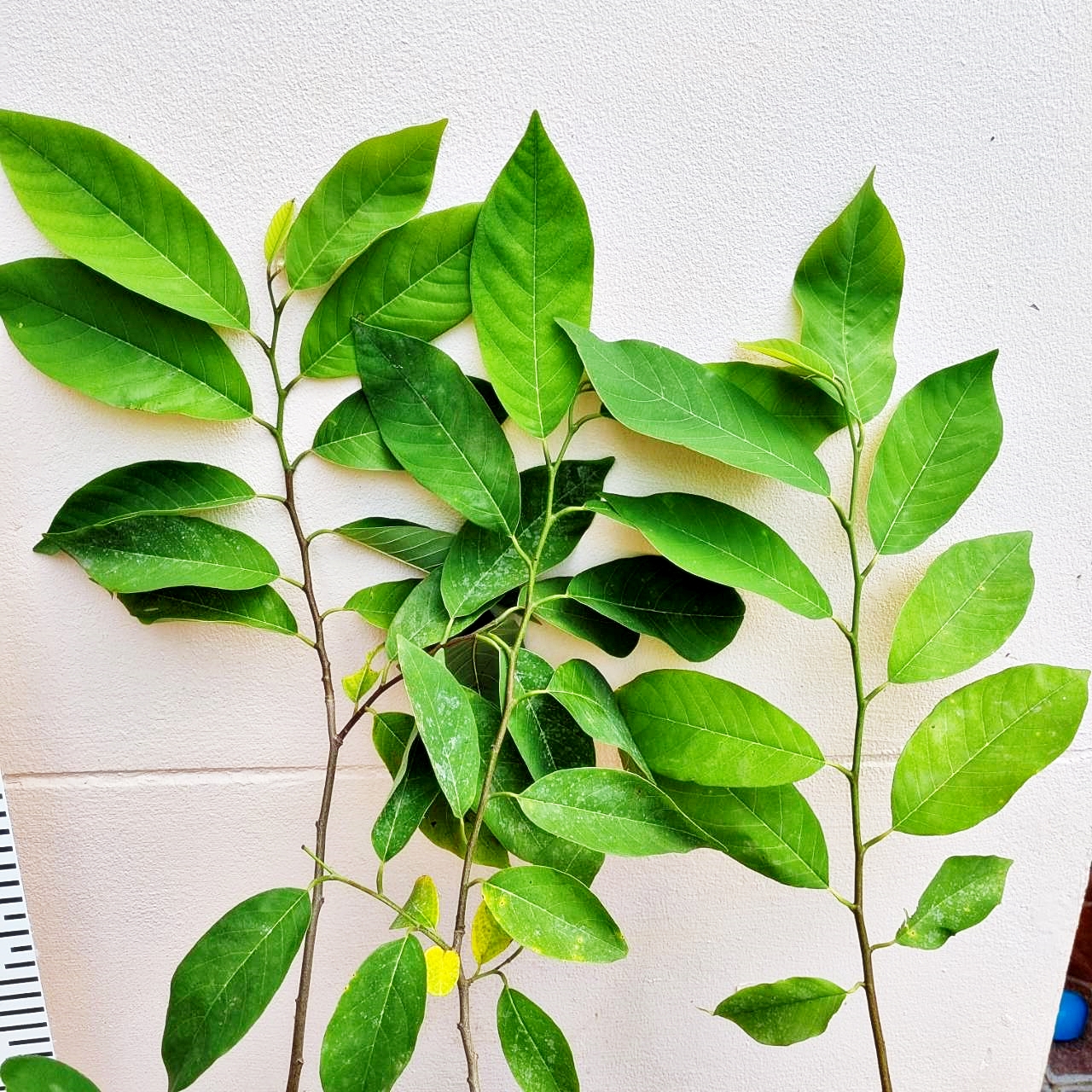 น้อยหน่า เนเวอร์ อิสราเอล ติดผลดก เนื้อหนัง หอมหวาน ต้นเสียบยอด สูง 40 cm. ขึ้นไป