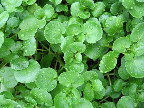 (Whole 1 Oz) วอเตอร์เครส - Watercress Seed