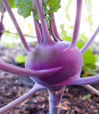 กะหล่ำปม สีม่วง - PURPLE VIENNA KOHLRABI