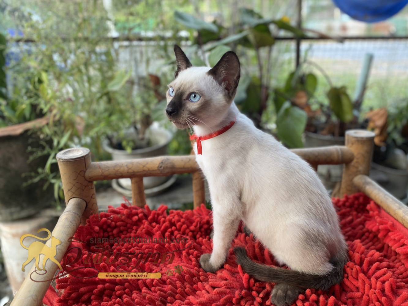 น้องเเมวรุ่น 12/2567