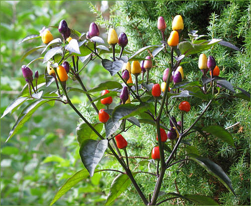 พริกประดับ คละสี - Ornamental Pepper Mix
