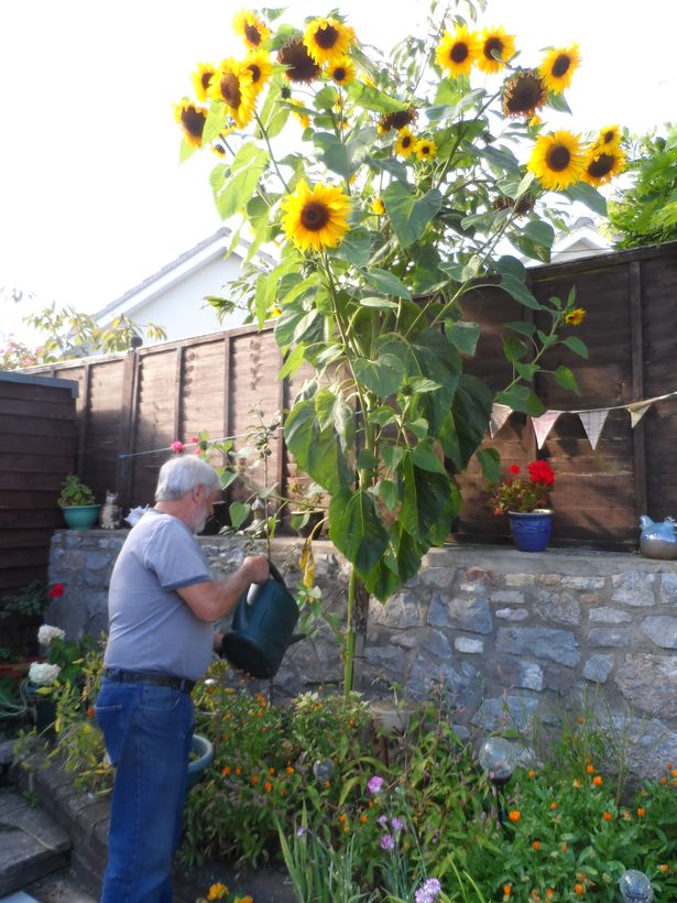 ทานตะวัน สกายสแคปเปอร์ - Skyscraper Sunflower