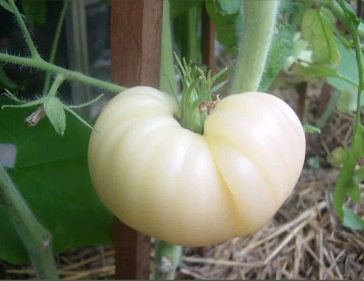 มะเขือเทศเกรทไวท์ - Great white tomato