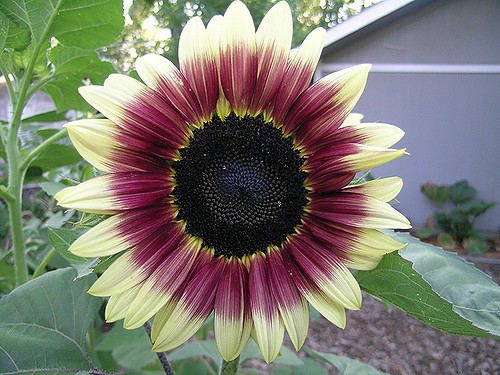 ทานตะวัน สตรอเบอรี่บลอนด์ - Strawberry Blonde F1 Sunflower