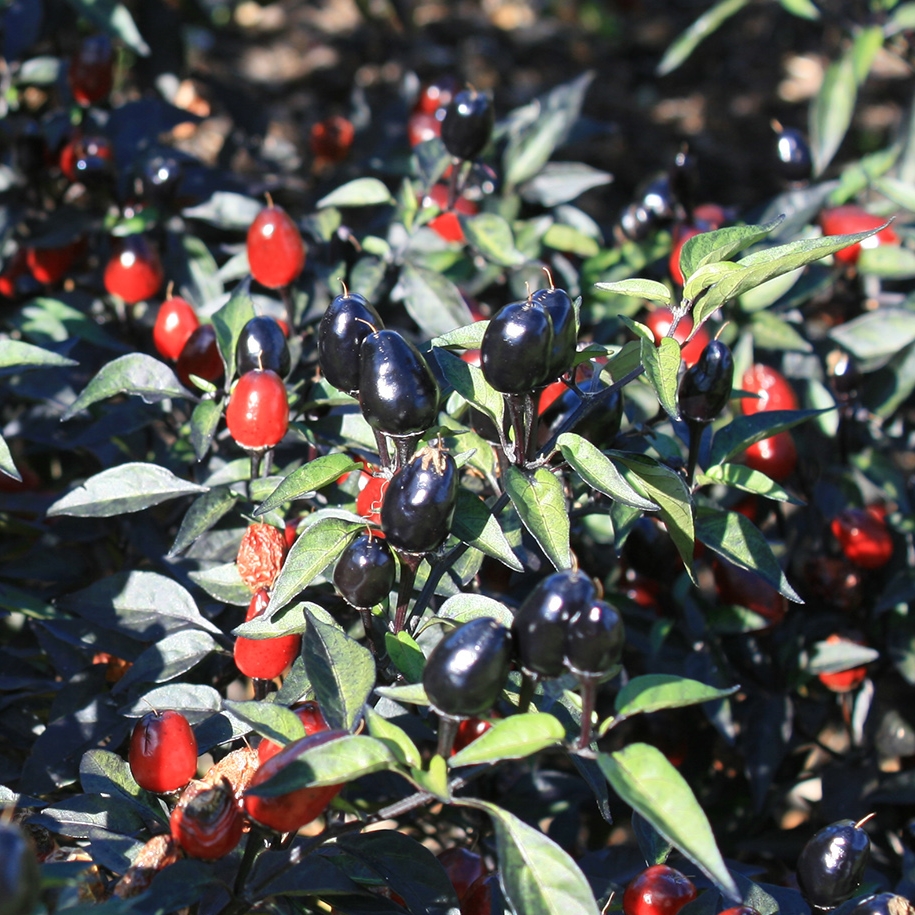 พริกประดับ แบล็คโอลีฟ - Black Olive Pepper