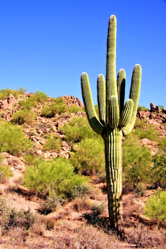 กระบองเพชร ซากัวโร่ - Arizona Saguaro Cactus Seeds