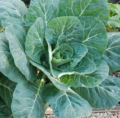 (Whole 1 Oz) ปูเล่ฝรั่ง จอร์เจีย - GA.Southern Collards