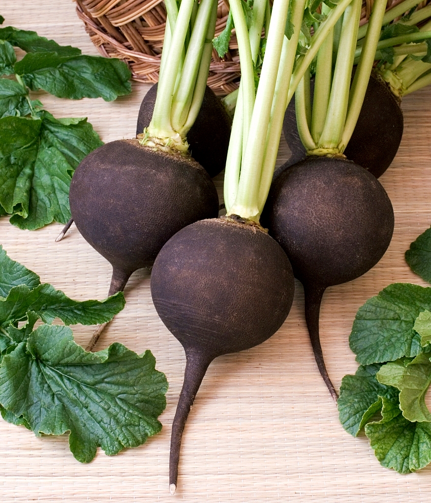 เรดิส สีดำ - Black Spanish Radish