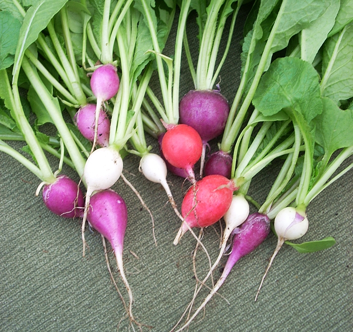 เรดิชสีม่วง - Purple Plum Radish