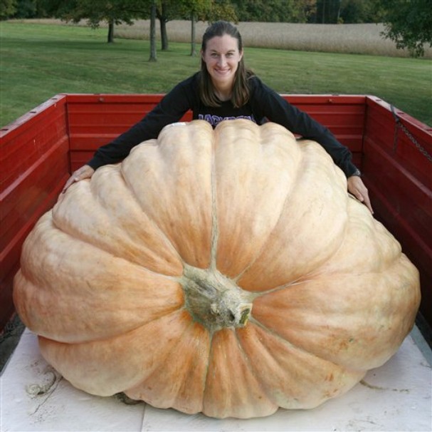 (Whole 1 oz) ฟักทองยักษ์ แอตแลนติก - Atlantic Giant Pumpkin