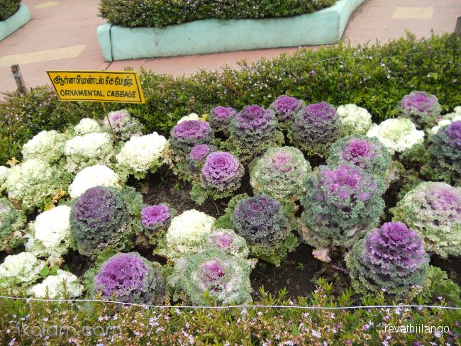 ปูเล่ประดับ คละสี - Mix Ornamental Cabbage