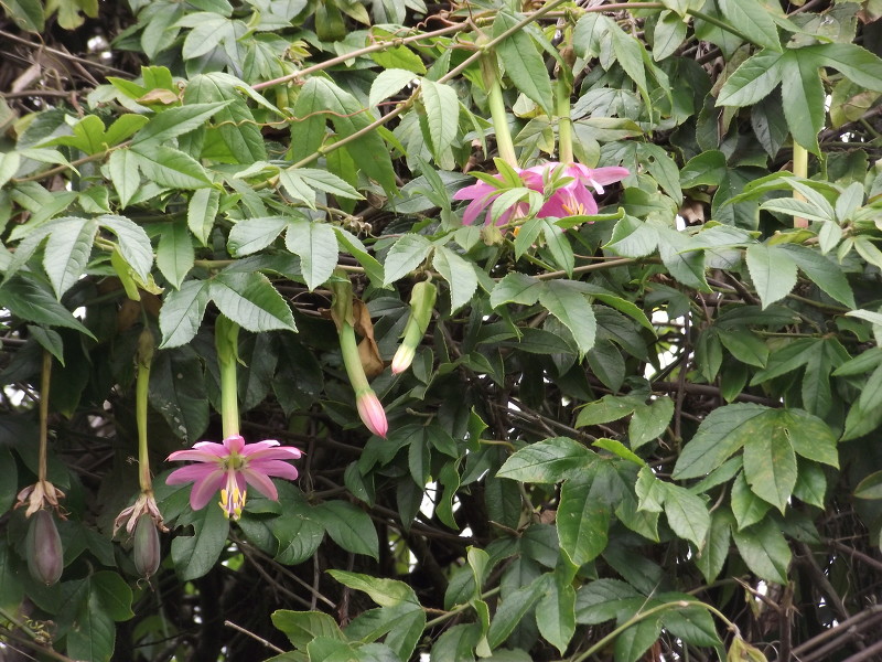 เสาวรสกล้วย - Banana Passion Fruit