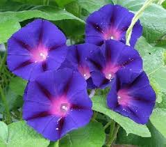 ดอกมอนิ่งกลอรี แกรนด์ป้า อ๊อด - Grandpa Ott Morning Glory