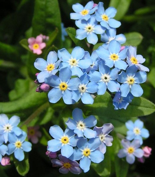 (Whole 1 Oz) ดอกฟอร์เก็ตมีน็อต - Forget Me Not Flower