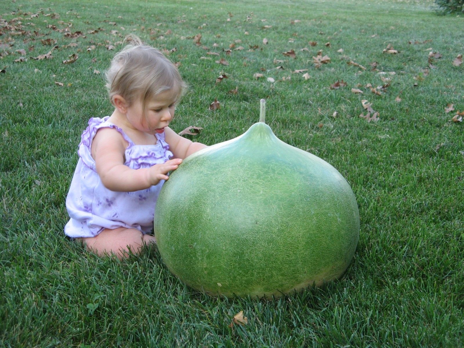น้ำเต้ายักษ์ - Giant Bushel Gourd