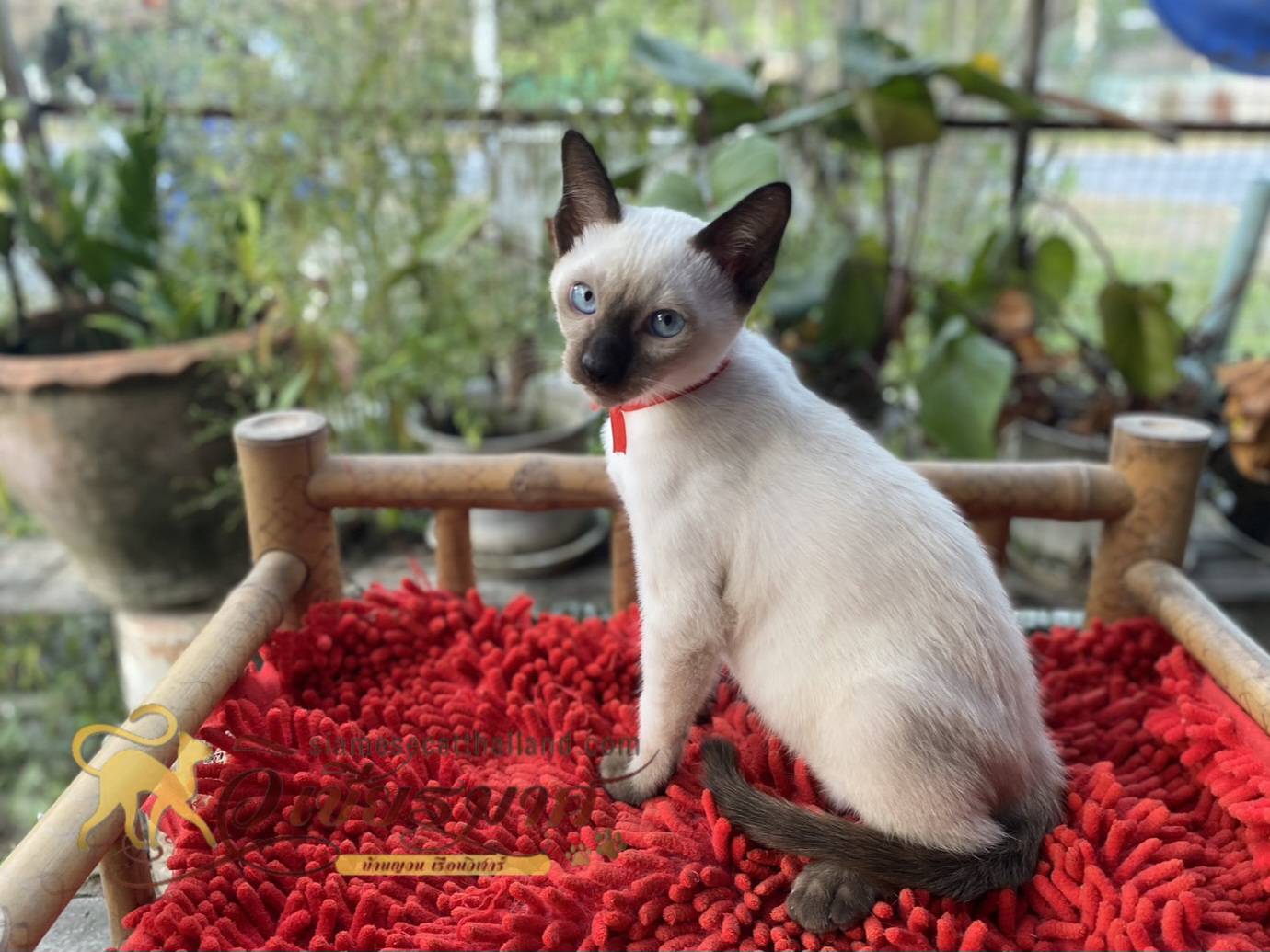 น้องเเมวรุ่น 12/2567