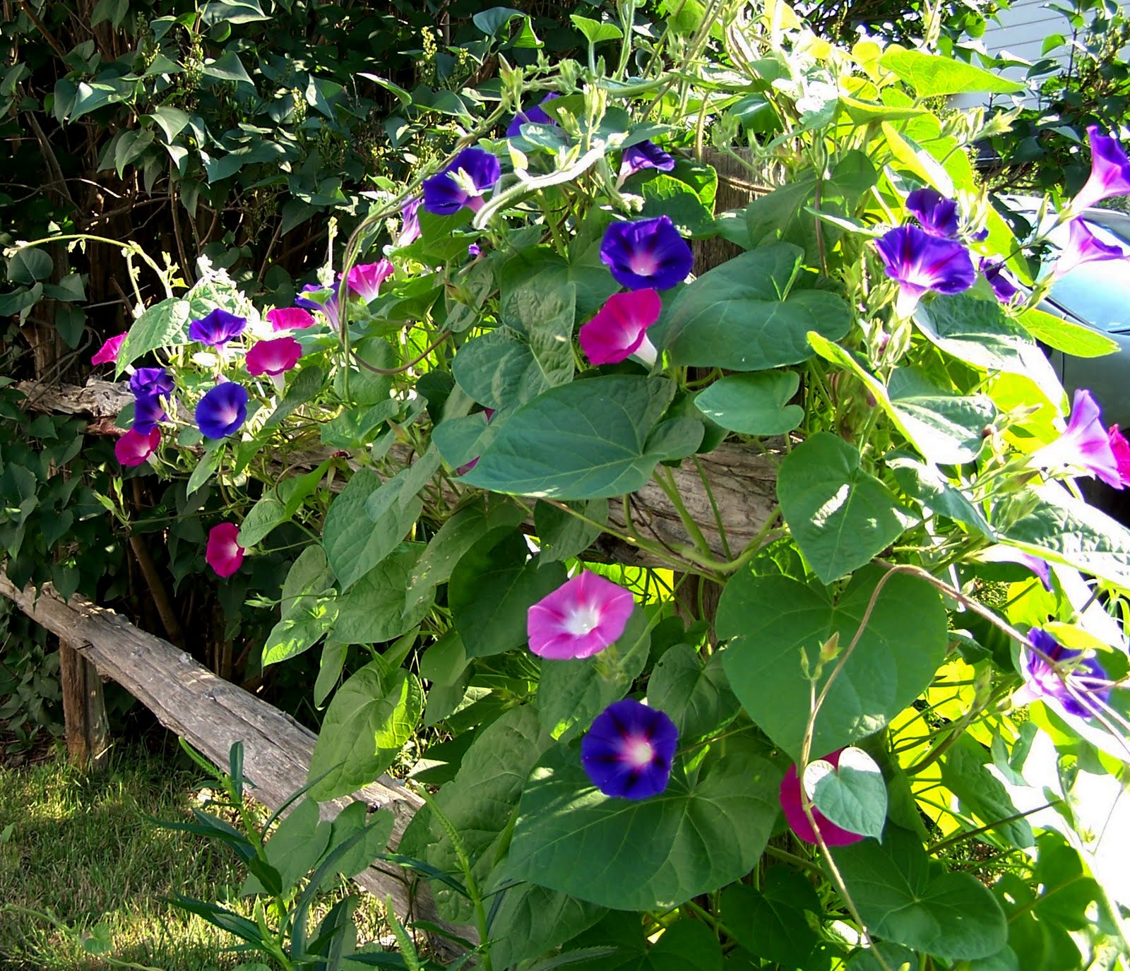 (Whole 1 Oz) มอร์นิงกลอรีคละสี - Mixed Morning Glory