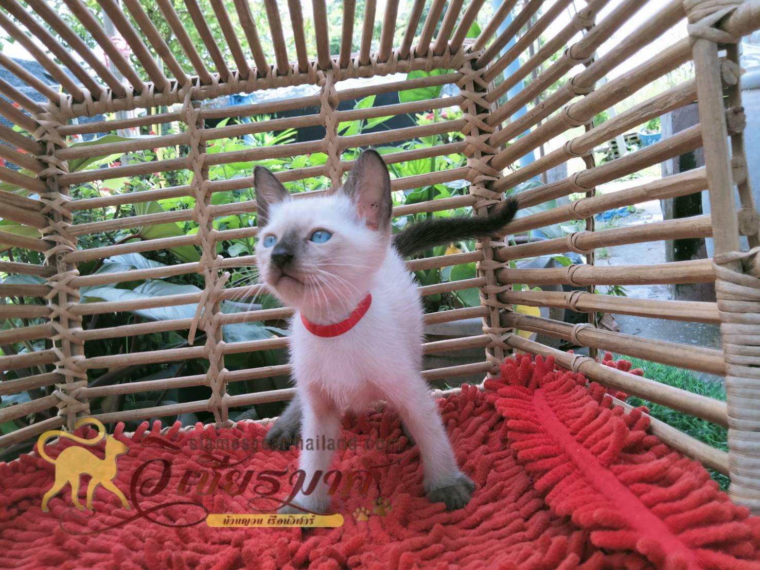 น้องแมว รุ่น 9/2565