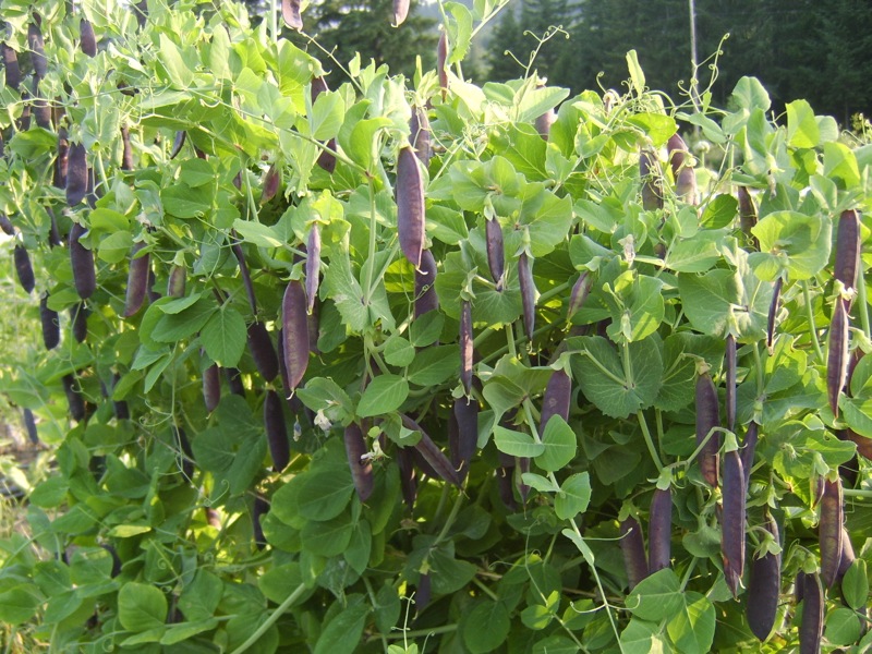 ถั่วลันเตาสีม่วง - Purple Magnolia Snap Pea seed 20 เมล็ด