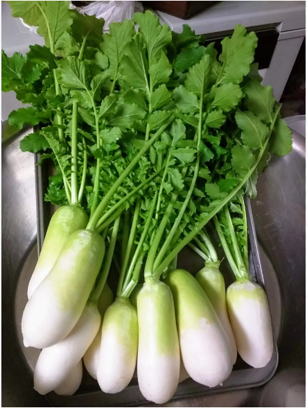 เมล็ดพันธุ์ แรดิช ชองดู เกาหลี Cheong Du Korean Radish F1 Seed