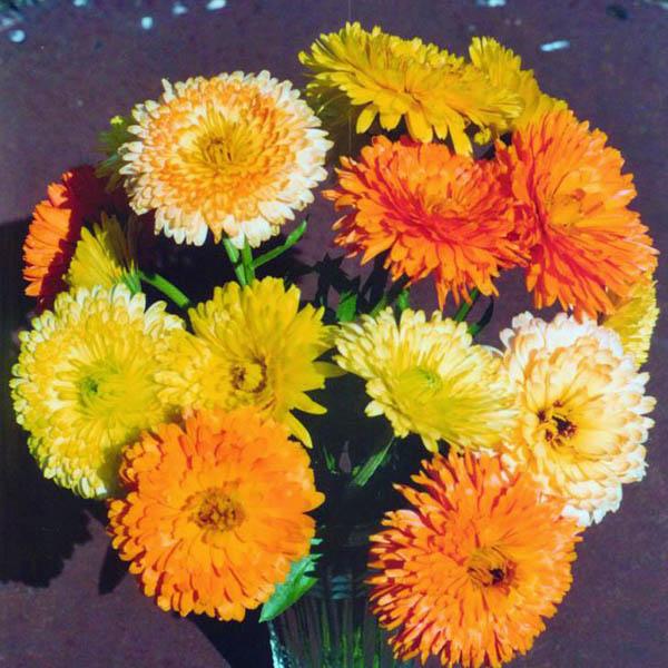 (Whole 1 Oz.) เมล็ดพันธุ์ คาเลนดูล่าคละสี - Mixed Calendula Flower Seed