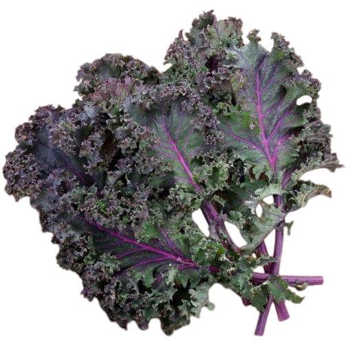 เมล็ดพันธุ์เคล เรดบอลติก - Red Baltic Kale Seed